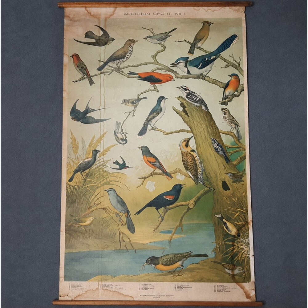 Audubon Chart No 1 Massachusetts Society Bird Birdwatching Poster VINTAGE 1800s!